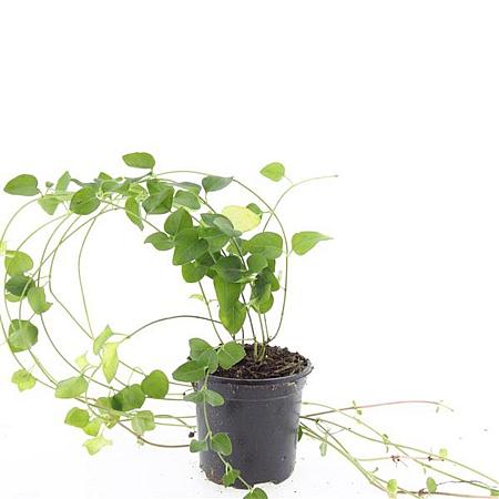 Vinca major Pot 1,5 liter