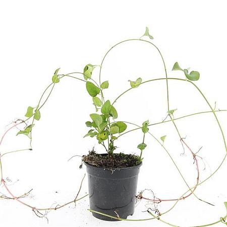 Vinca major Pot 1,5 liter