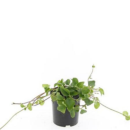 Vinca major Pot 1,5 liter