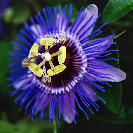 Passiflora 'Amethyst' Pot 2 Liter