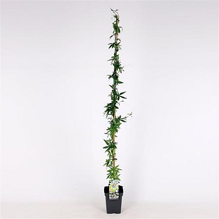 Passiflora caerulea Pot 5 Liter 150 - 175 cm