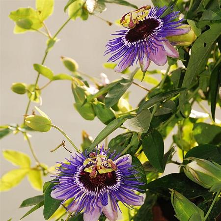 Passiflora caerulea Pot 5 Liter 150 - 175 cm