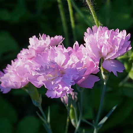Dianthus grat. 'Pink Jewel' Pot 9 cm