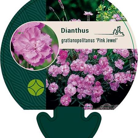 Dianthus grat. 'Pink Jewel' Pot 9 cm