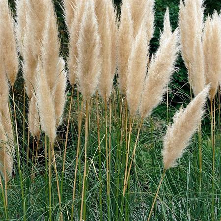 Cortaderia selloana Pot 1,5 liter