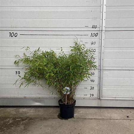 Fargesia nitida 'Volcano' Pot 5 Liter 60 - 80 cm