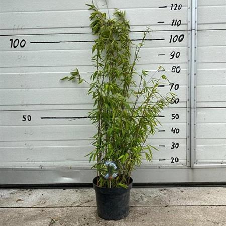 Fargesia nitida 'Volcano' Pot 5 Liter 60 - 80 cm