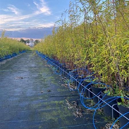 Fargesia nitida 'Black Pearl' Pot 5 Liter 60 - 80 cm