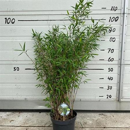 Fargesia nitida 'Black Pearl' Pot 5 Liter 60 - 80 cm