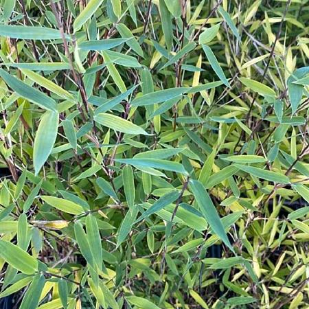 Fargesia nitida 'Black Pearl' Pot 5 Liter 60 - 80 cm