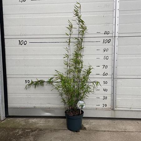 Fargesia nitida 'Black Pearl' Pot 5 Liter 60 - 80 cm