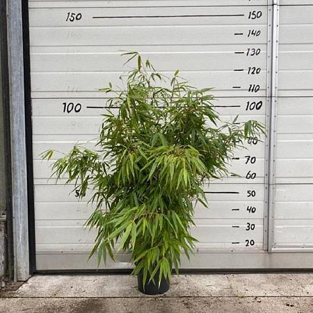 Fargesia rufa Pot 5 Liter 60 - 80 cm