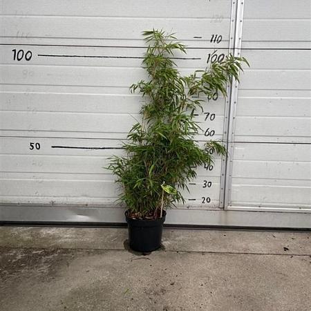 Fargesia rufa Pot 5 Liter 60 - 80 cm