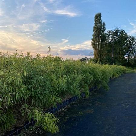 Fargesia rufa Pot 5 Liter 60 - 80 cm