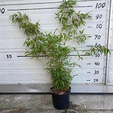 Fargesia rufa Pot 5 Liter 60 - 80 cm