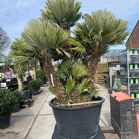 Chamaerops humilis 'Vulcano' Pot 500 Liter Meerstammig