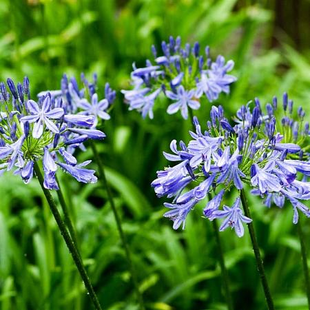 Agapanthus africanus Pot 10 liter