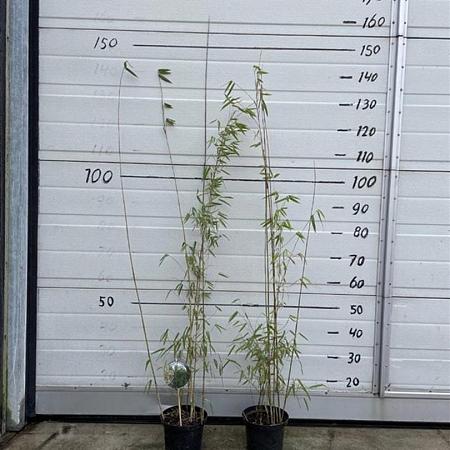 Fargesia 'Jiuzhaigou 1' Pot 2 Liter60 - 80 cm