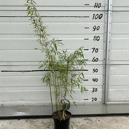 Fargesia 'Jiuzhaigou 1' Pot 2 Liter60 - 80 cm