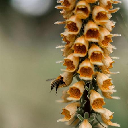 Digitalis ferr. 'Gelber Herold' Pot 9 cm