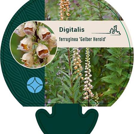 Digitalis ferr. 'Gelber Herold' Pot 9 cm
