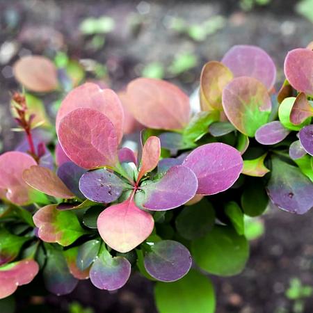 Berberis thunb. 'Atropurpurea' Pot 3 Liter 