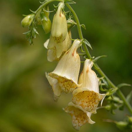 Digitalis grandiflora Pot 9 cm