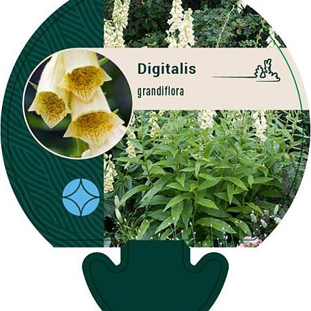 Digitalis grandiflora Pot 9 cm