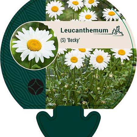 Leucanthemum (S) 'Becky' Pot 9 cm