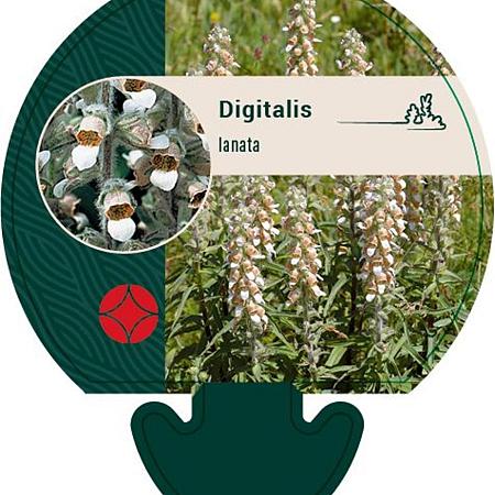 Digitalis lanata Pot 9 cm