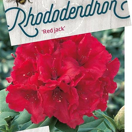 Rhododendron 'Red Jack' Pot 10 liter
