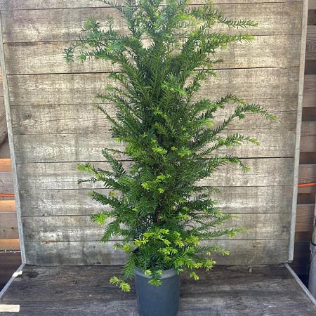 Taxus baccata Pot 4 Liter 80 - 100 cm