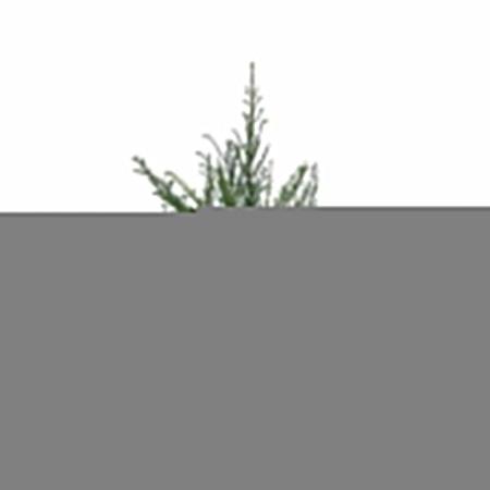 Taxus baccata Pot 4 Liter 80 - 100 cm