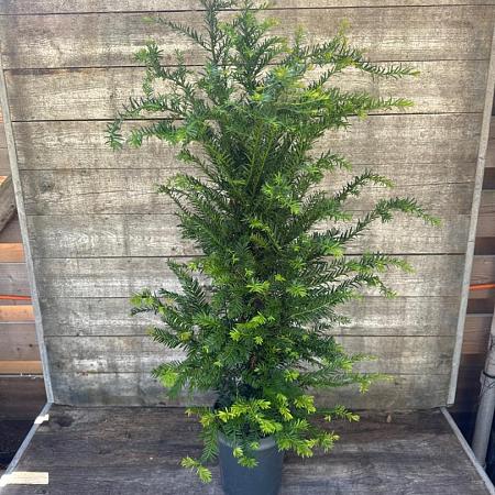 Taxus baccata Pot 4 Liter 80 - 100 cm