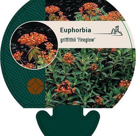 Euphorbia griffithii 'Fireglow' Pot 9 cm