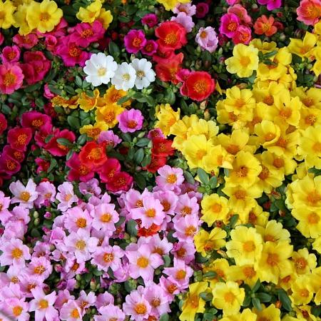 Portulaca  -