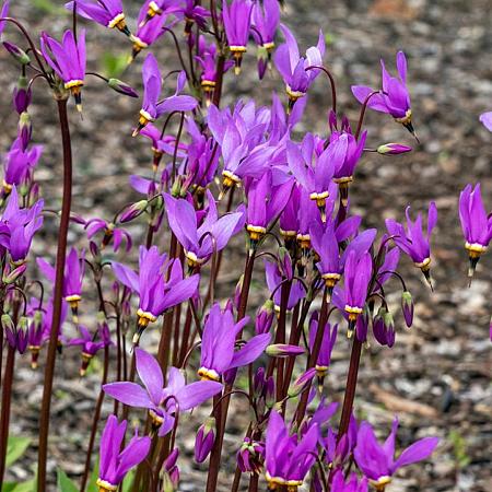 Dodecatheon meadia Pot 9 cm