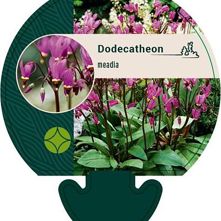 Dodecatheon meadia Pot 9 cm