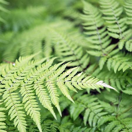 Dryopteris af. 'Crispa' Pot 9 cm