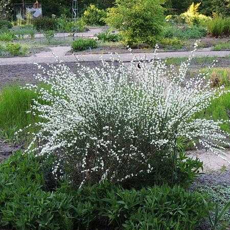 Cytisus praecox 'Albus' Pot 3 Liter 