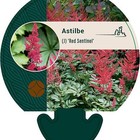Astilbe (J) 'Red Sentinel' Pot 9 cm