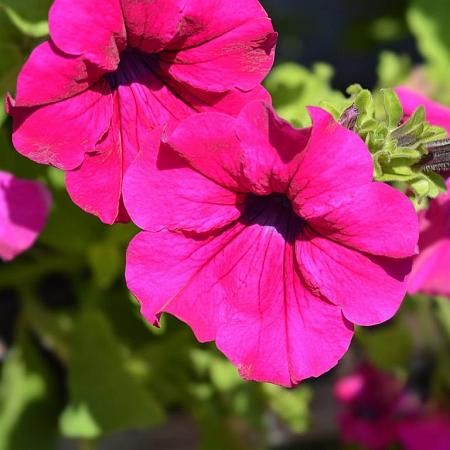 Petunia Surfinia -