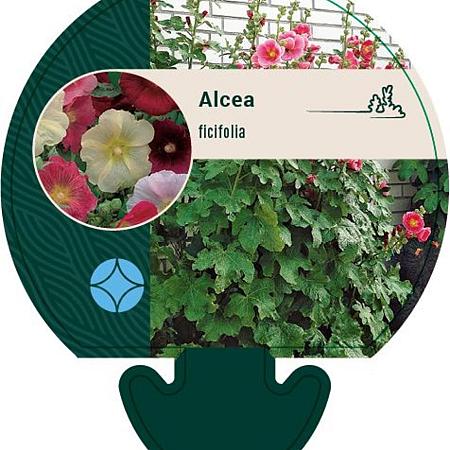 Alcea ficifolia Pot 9 cm