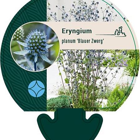 Eryngium pl. 'Blauer Zwerg' Pot 9 cm