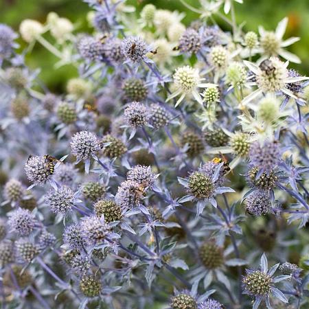 Eryngium pl. 'Blauer Zwerg' Pot 9 cm