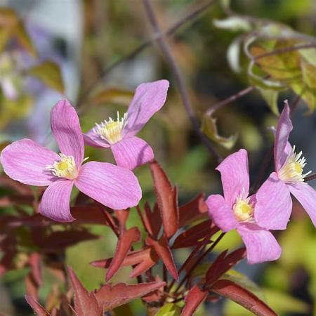 Clematis 'Fragrant Spring' Pot 2 Liter