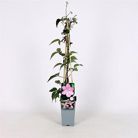 Clematis 'Fragrant Spring' Pot 2 Liter