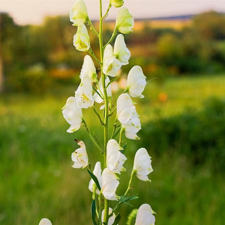 Aconitum septentrionale 'Ivorine' Pot 9 cm