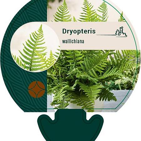 Dryopteris wallichiana Pot 9 cm