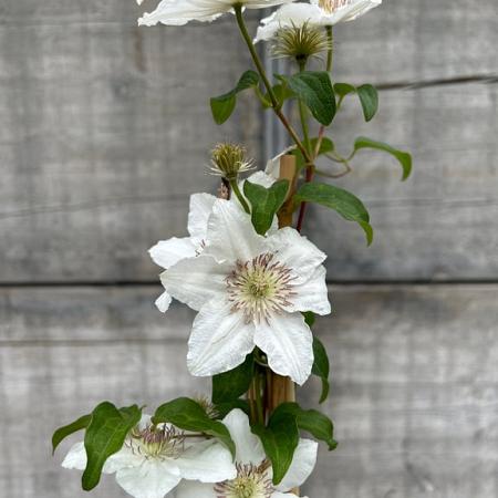 Clematis 'Destiny' Pot 2 Liter